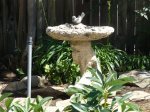 birdbath