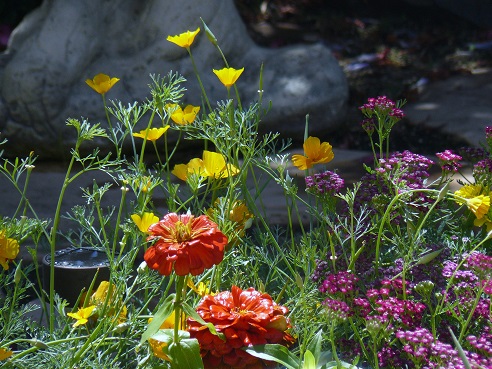 California Poppies, Marigolds, and Pink Yarrow