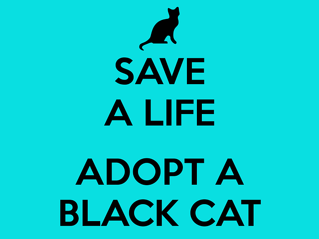 Save a Cat - Adopt a Black Cat!