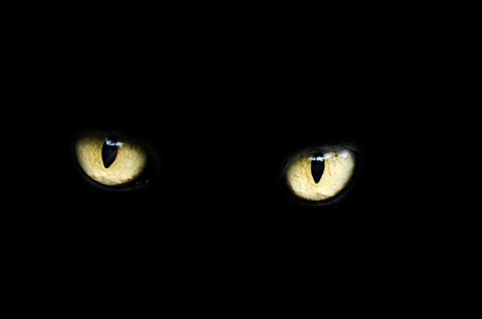 Black Cats and Halloween - What's the big deal?  Should we be concerned for their safety around Halloween, or are the myths surrounding them just that?