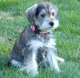 Holidays and Observances Pet Holidays Summary Page