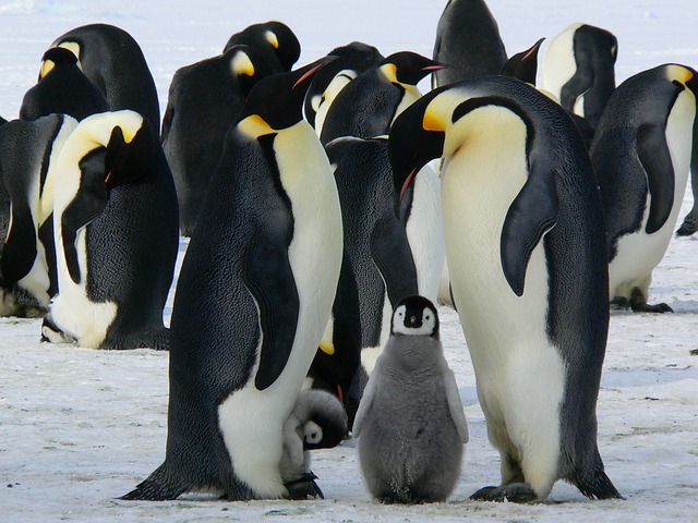 April 25th is World Penguin Day!