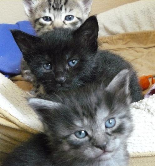 Kitten Totem Pole - top to bottom Moxie/Balou/Ellie - Pet Holidays by Holidays and Observances