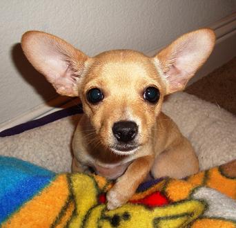 Pixie - a Teacup Chihuahua