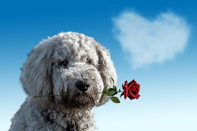 Dog with Red Rose - Valentines Day