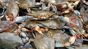 crab