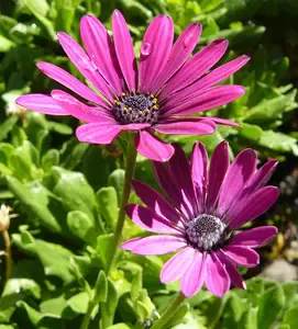 gardenholidays1
