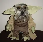 halloweenpup