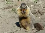 marmot1
