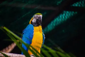 parrot