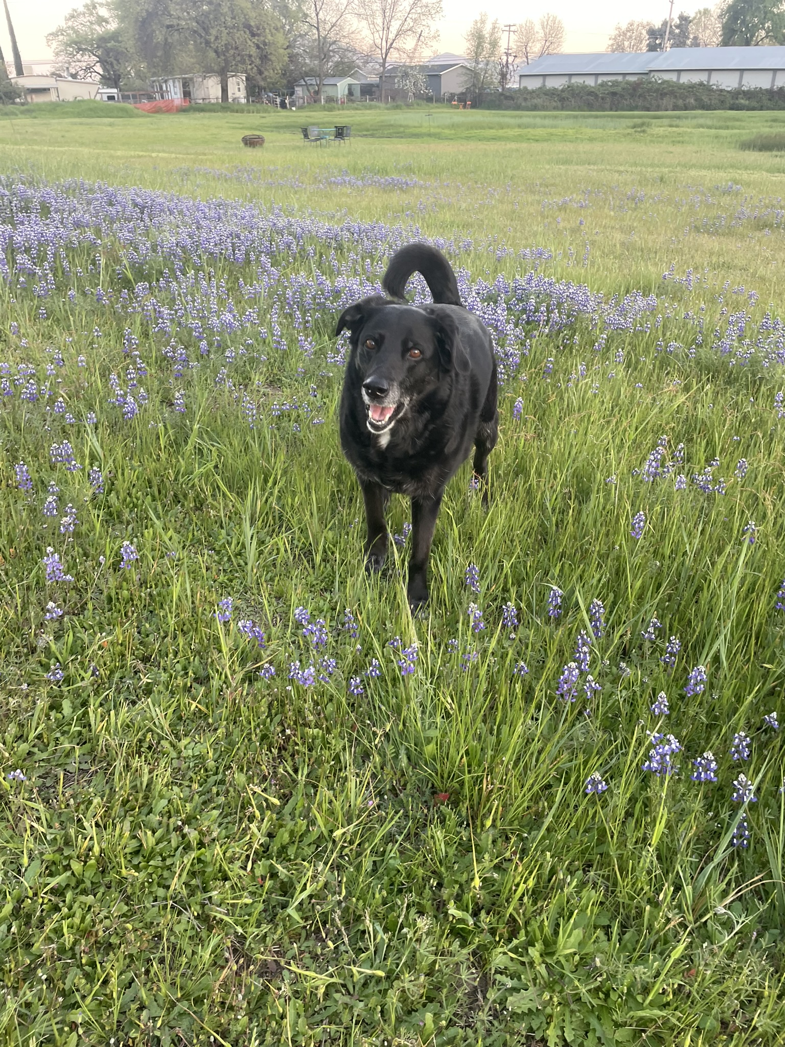 Lacey posing in the Spring Wildflowers