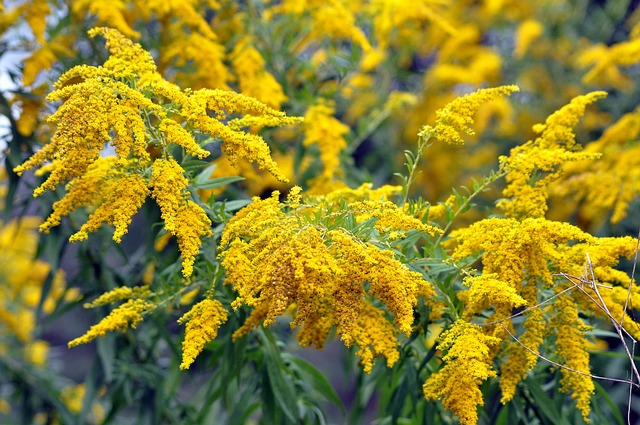 Nebraska State Holidays | Holidays and Observances

Nebraska State Flower is Goldenrod
