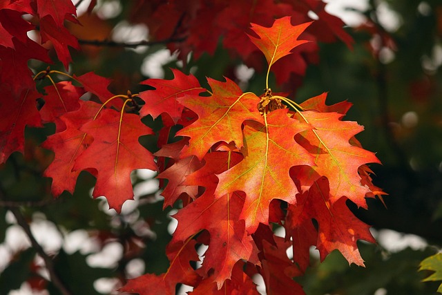 October Monthly Holidays | Holiday and Observances