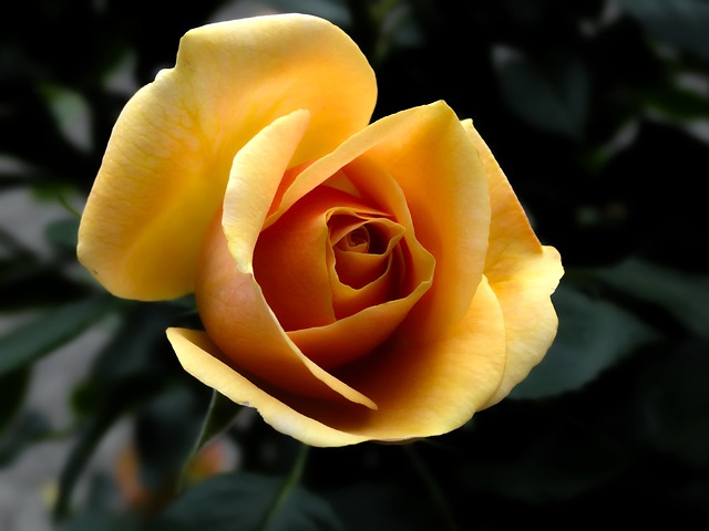 June Monthly Holidays | Holidays and Observances 

June is Rose Month