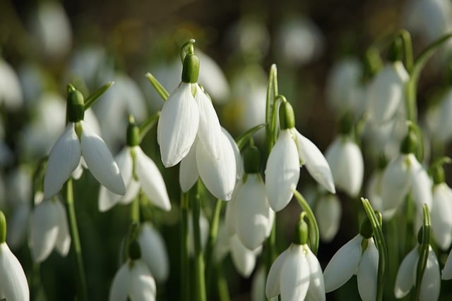 Snowdrops are among the earliest bulbs that pop up, often in January

January Garden Holidays | Holidays and Observances