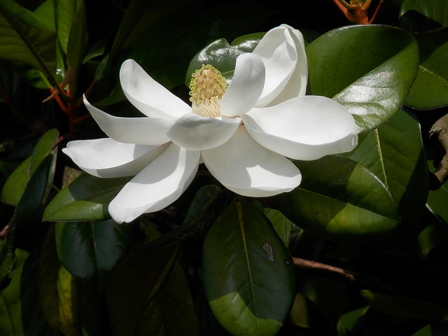 Mississippi State Holidays | Holidays and Observances

Pictured: Southern Magnolia Tree