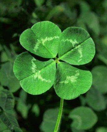 Four Leaf Clover for St. Patrick's Day