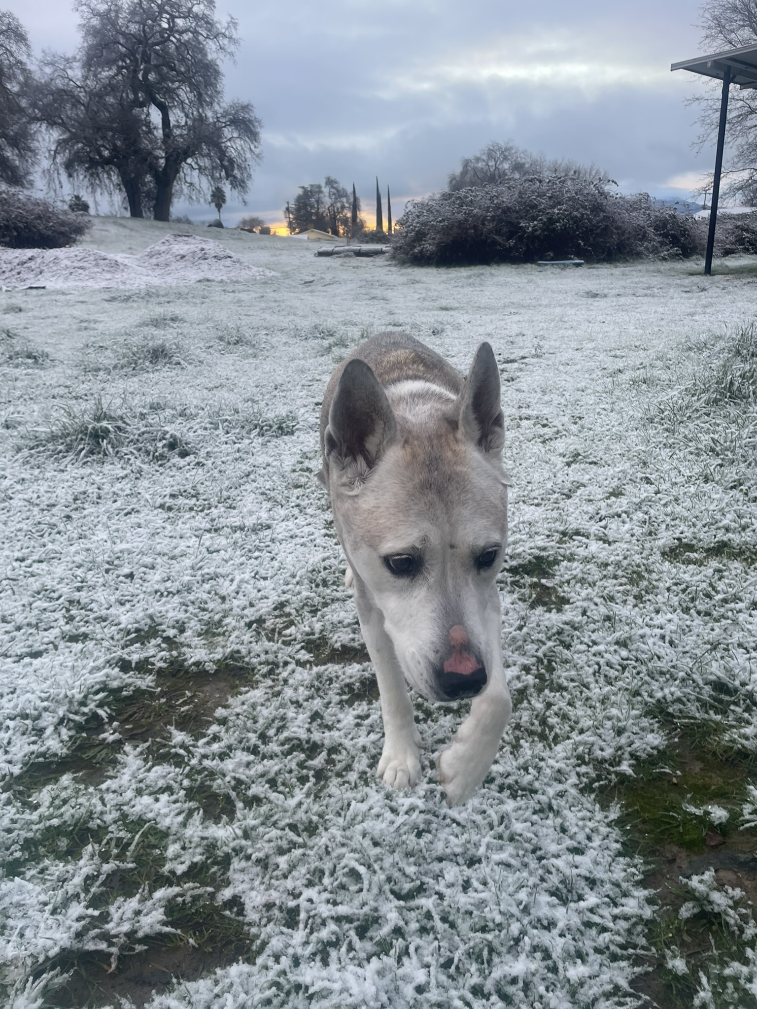 January is Walk Your Pet Month | Holidays and Observances