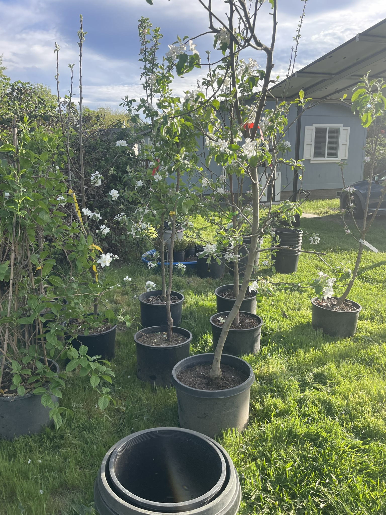January 6 is Apple Tree Day! | Holidays and Observances