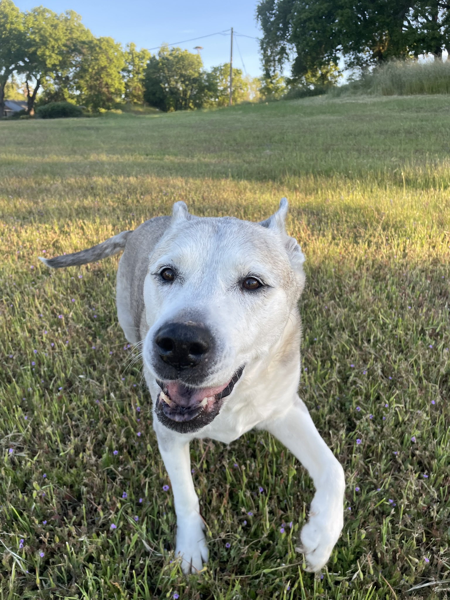 November is Senior Pet Month | Holidays and Observances
Pix: Leedo - 17 yrs