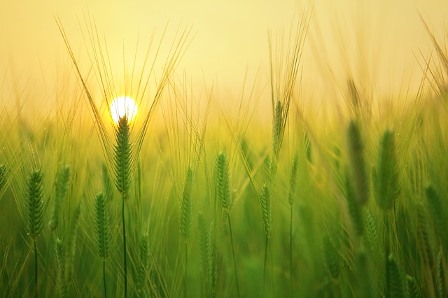 September 13 is National Celiac Awareness Day!