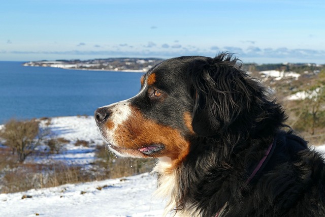 The Month of January is Walk Your Pet Month | Holidays and Observances