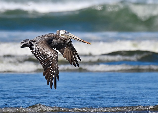Louisiana State Bird is the Brown Pelican

Louisiana State Holidays | Holidays and Observances