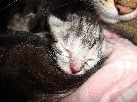 Cassius Clay as a Kitten with her Mom's tail wrapped around her