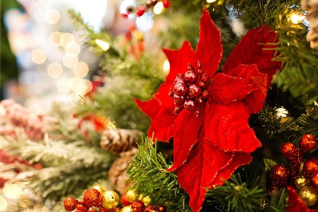 National Poinsettia Day is on December 12th