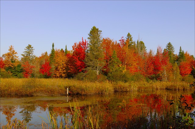The colors of Fall Trees are gorgeous!