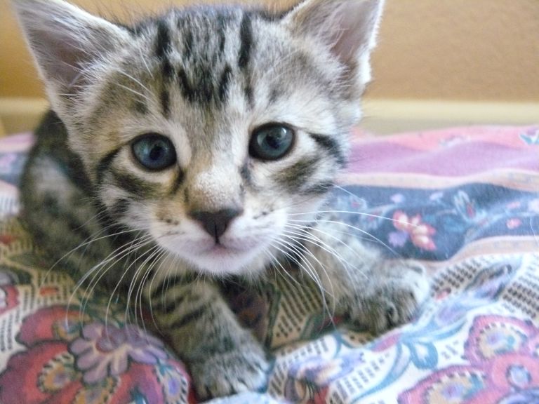 One of the kittens that I fostered | Holidays and Observances
