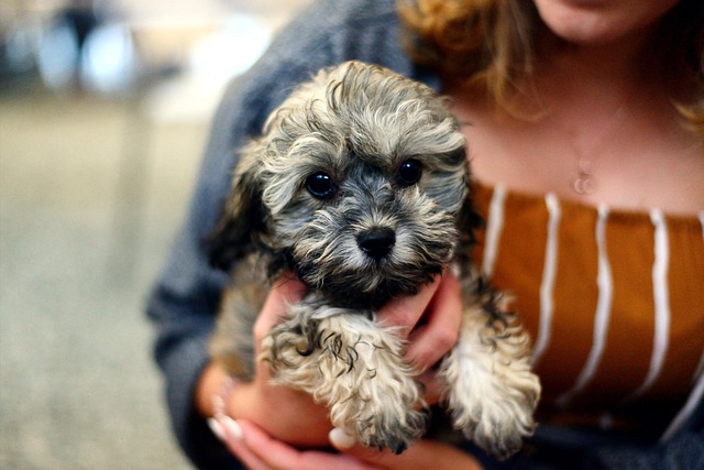 January 21 is National Hug Your Puppy Day | Holidays and Observances