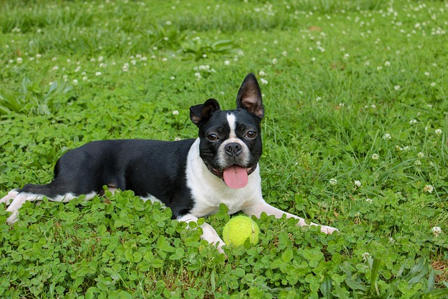Massachusetts State Holidays | Holidays and Observances
Massachusetts State Dog = Boston Terrier