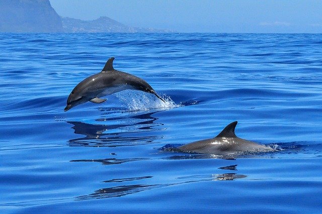 April 14th is National Dolphin Day!