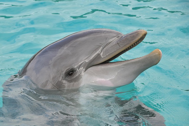 March is Dolphin Awareness Month | Holidays and Observances