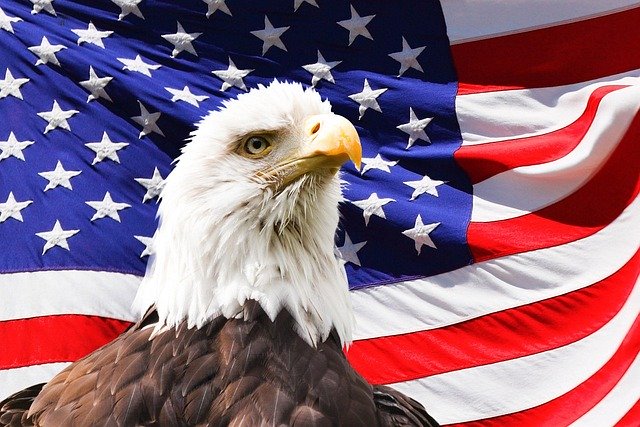 January Animal Holidays | Holidays and Observances

Pictured: American Bald Eagle