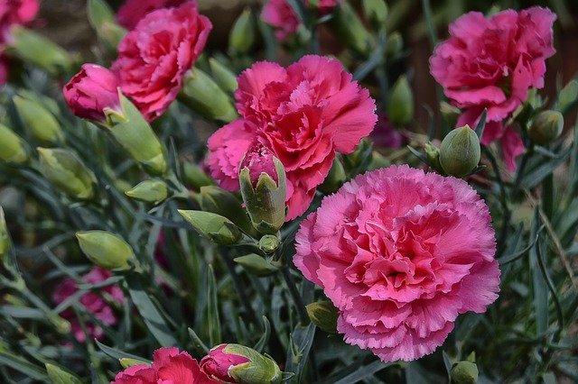 January 29 is National Carnation Day | Holidays and Observances