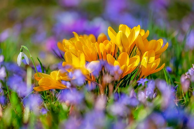 March is National Flower Month | Holidays and Observances