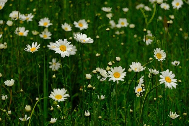 January 28 is Daisy Day | Holidays and Observances
