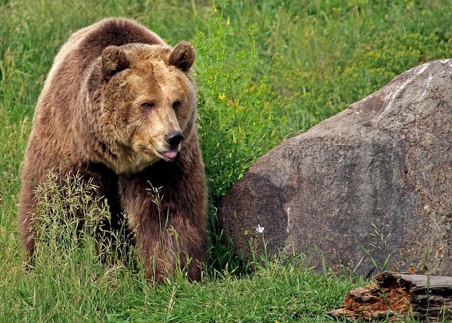 Montana State Holidays | Holidays and Observances

Montana State Animal: Grizzly Bear