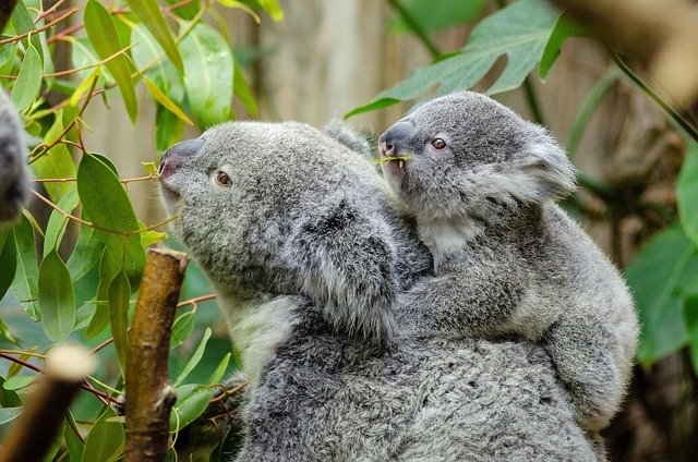 September Monthly Holidays | Holidays and Observances

September is Save the Koala Month