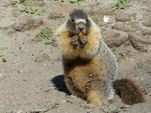 A Yellow Bellied Marmot found up at Squaw Valley's High Camp on 7-23-11 eating a paint ball pellet