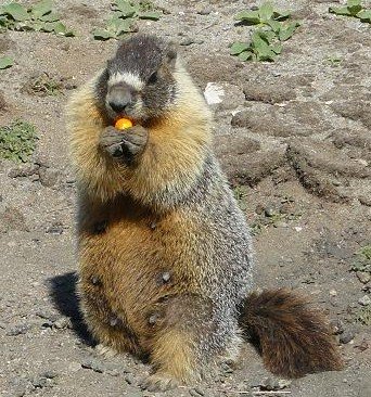 A Marmot Eating a Paint Ball Pellet