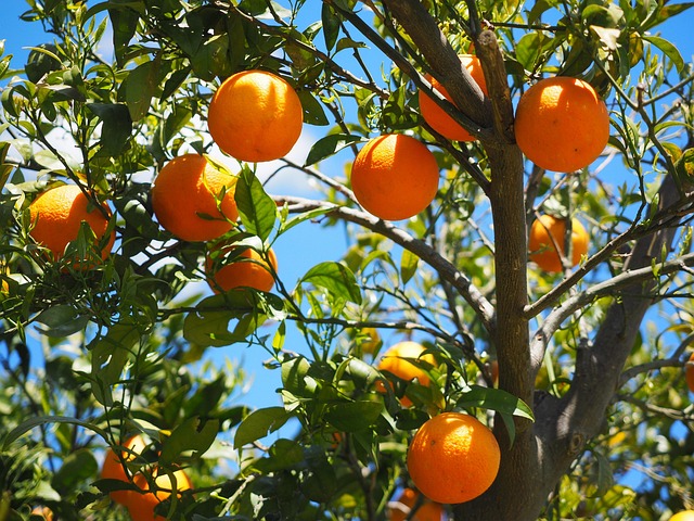 Life With Winter Food - Oranges
