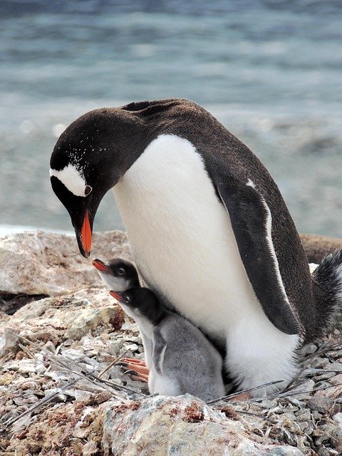 January Animal Holidays | Holidays and Observances
Pictured: Penguin