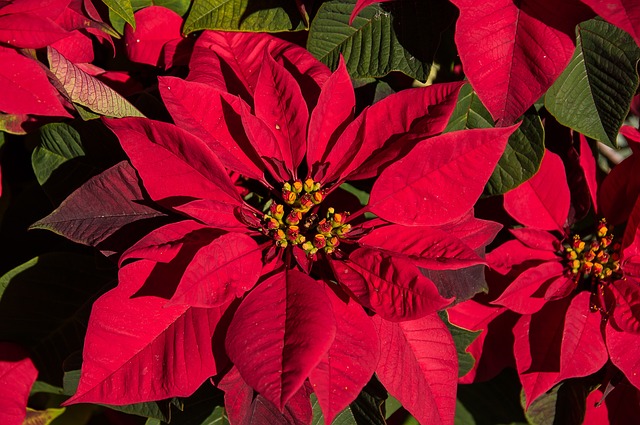 National Poinsettia Day is on December 12th