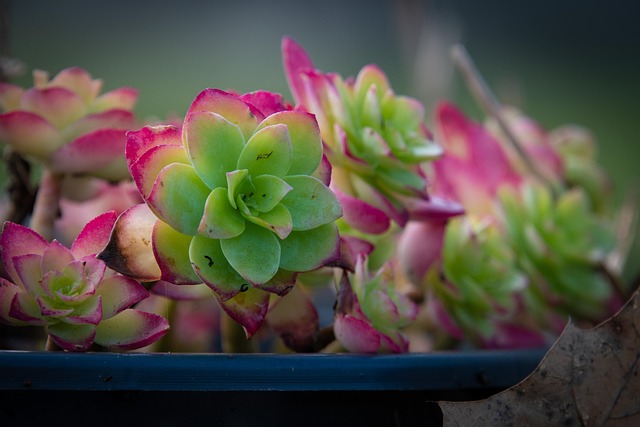 January 10 is Houseplant Appreciation Day | Holidays and Observances
Pictured: Succulents