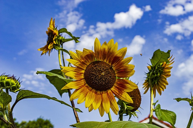 Kansas State Holidays | Holidays and Observances
Pictured: Sunflowers - the Kansas State Flower