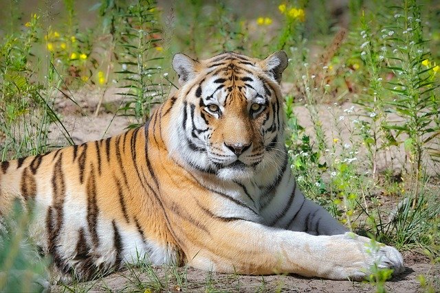 September Monthly Holidays | Holidays and Observances

September is National Save a Tiger Month