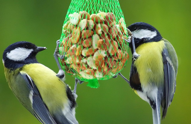 February is National Bird Feeding Month |Holidays and Observances